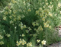 Attēlu rezultāti vaicājumam “Linaria vulgaris flower”