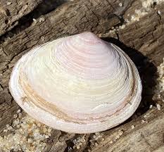 Attēlu rezultāti vaicājumam “Macoma baltica”