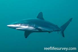 Image result for Carcharhinus albimarginatus