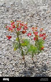 Attēlu rezultāti vaicājumam “Euphorbia cyparissias fruit”