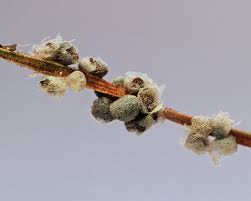 Attēlu rezultāti vaicājumam “Badhamia sp.”