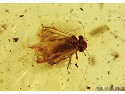 Attēlu rezultāti vaicājumam “Psocoptera”