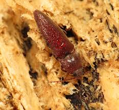 Attēlu rezultāti vaicājumam “Melanotus sp.”