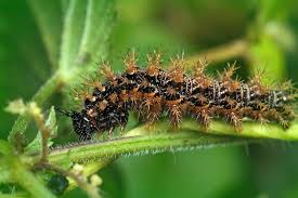 Attēlu rezultāti vaicājumam “Araschnia levana”