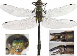 Attēlu rezultāti vaicājumam “Cordulia aenea”