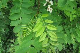 Attēlu rezultāti vaicājumam “Robinia pseudoacacia”