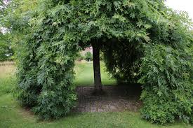 Attēlu rezultāti vaicājumam “Fraxinus excelsior Pendula female flower”