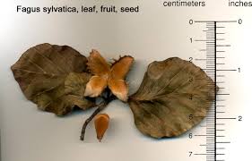 Attēlu rezultāti vaicājumam “Fagus sylvatica”