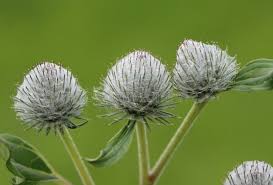 Attēlu rezultāti vaicājumam “Arctium tomentosum flower”