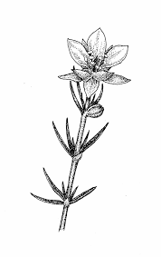 Attēlu rezultāti vaicājumam “Spergularia rubra flower”