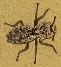 Attēlu rezultāti vaicājumam “Zopheridae”