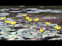 Image result for Seekanne