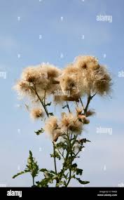 Attēlu rezultāti vaicājumam “Cirsium arvense flower”