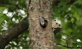 Attēlu rezultāti vaicājumam “Sitta europaea nest”