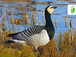 Attēlu rezultāti vaicājumam “Branta leucopsis”