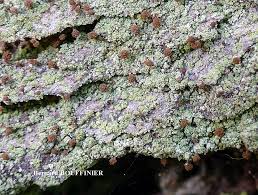 Attēlu rezultāti vaicājumam “Chaenotheca trichialis”