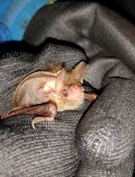 Attēlu rezultāti vaicājumam “Plecotus auritus”