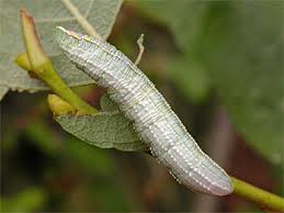 Attēlu rezultāti vaicājumam “Pterostoma palpina larva”