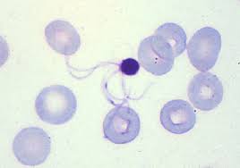 Attēlu rezultāti vaicājumam “Enteridium variabile plasmodium”