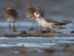 Attēlu rezultāti vaicājumam “Tringa nebularia”