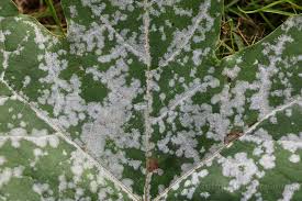 Attēlu rezultāti vaicājumam “Sawadaea tulasnei”