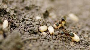 Attēlu rezultāti vaicājumam “Formica rufa imago”