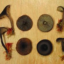 Attēlu rezultāti vaicājumam “Clavaria sphagnicola”