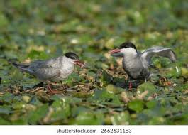 Attēlu rezultāti vaicājumam “Chlidonias hybrida adult”