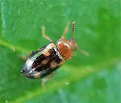 Attēlu rezultāti vaicājumam “Tetratoma ancora”