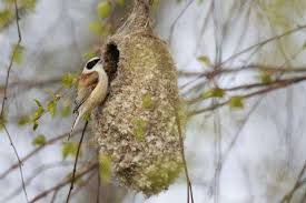 Attēlu rezultāti vaicājumam “Remiz pendulinus nest”