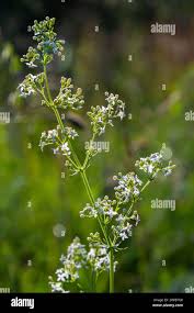Attēlu rezultāti vaicājumam “Galium album flower”