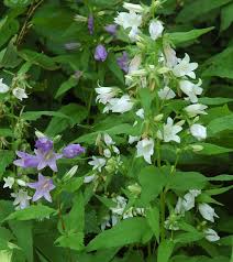 Image result for Campanula trachelium