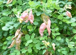 Image result for Colutea arborescens