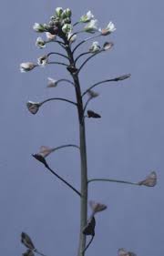 Attēlu rezultāti vaicājumam “Capsella bursa-pastoris flower”