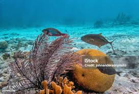 Image result for Caranx ruber