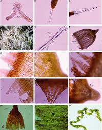 Attēlu rezultāti vaicājumam “Grimmia muehlenbeckii sporophyte”