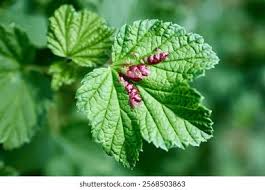 Attēlu rezultāti vaicājumam “Ribes rubrum leaf”