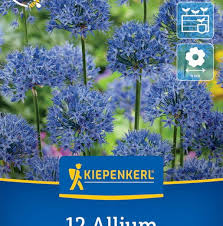 Image result for Zierlauch