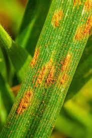 Attēlu rezultāti vaicājumam “Puccinia coronata”