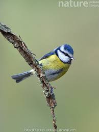 Image result for Cyanistes caeruleus