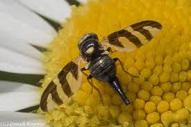 Attēlu rezultāti vaicājumam “Urophora cardui”