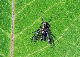 Attēlu rezultāti vaicājumam “Dolichopodidae”