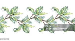 Attēlu rezultāti vaicājumam “Orthilia secunda bud”