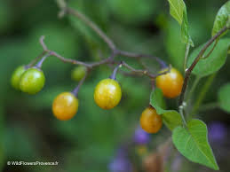 Attēlu rezultāti vaicājumam “Solanum dulcamara fruit”