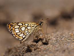 Attēlu rezultāti vaicājumam “Heteropterus morpheus”