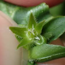 Attēlu rezultāti vaicājumam “Stellaria pallida”