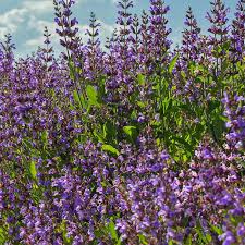 Image result for Salbei