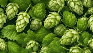 Attēlu rezultāti vaicājumam “Humulus lupulus fruit”