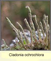 Attēlu rezultāti vaicājumam “Cladonia ochrochlora”