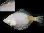 Image result for Limanda limanda